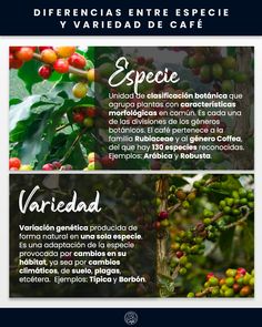 coffee beans growing on the tree in different stages of ripeness, with caption below