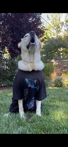 This living toasted marshmallow is happy to be wearing sustainable clothing. Doggo loves being a model! Puppies, Dogs