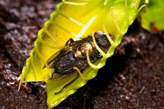 a fly sitting on top of a green leaf covered in dirt next to some plants