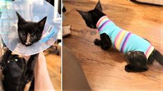 two pictures side by side one with a cat wearing a sweater and the other with a cone on its head