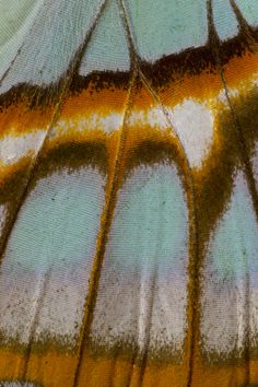 the underside of a butterfly's wing with yellow and blue stripes