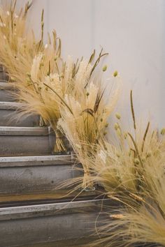 some very pretty plants with long grass growing out of them