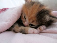 a small kitten laying on top of a pink blanket under a blanket covering it's head