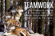 a group of wolfs sitting on top of a rock in the woods with a quote about teamwork