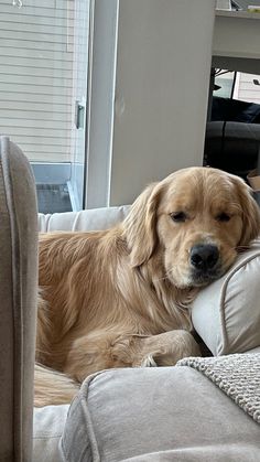 a large brown dog laying on top of a couch