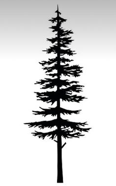 the silhouette of a tall pine tree against a gray sky with no leaves on it