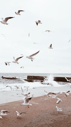 a flock of seagulls flying over the beach