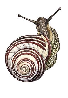 a drawing of a snail with swirls on it's back and its head in the air