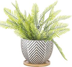 a potted plant with green leaves on a wooden stand in front of a white background