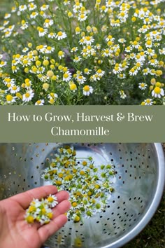 someone is picking flowers out of a colander with the words how to grow, harvest and brew chamomile