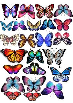 many different colored butterflies on a white background