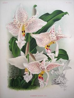 an illustration of white orchids with green leaves