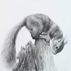 a pencil drawing of a squirrel on top of a tree stump