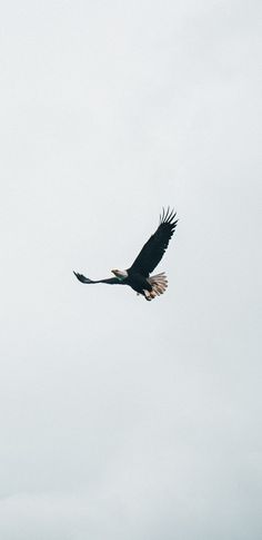 a large bird flying in the sky on a cloudy day