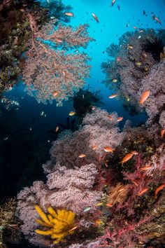 an underwater view of corals and other marine life