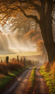 the sun shines through the trees onto a country road