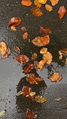 leaves floating on the wet ground in front of a puddle with it's reflection