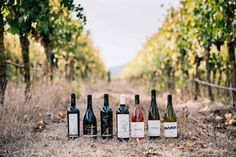 several bottles of wine are lined up in the middle of a field with many trees