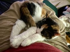 a calico cat is curled up on someone's lap