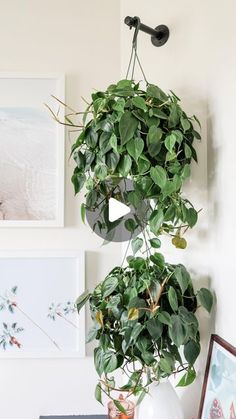 Lorri Zander on Instagram: "I love using clothes bars for plant hooks! Perfect for mounting on walls instead of the ceiling. Plus you can space them to create the perfect layered look. Have you tried this?

Comment SHOP for links.
.
.
.
.
.
.
.
.
.
#houseplants #houseplantclub #houseplantsofinstagram #houseplantlove #houseplantcommunity #houseplantclub #houseplantsmakemehappy #houseplantdiary #houseplantaddict #houseplantlover #houseplanthome #houseplantdesign #plantcare #plantfilledhome #plantdecorideas #plantlover #plantlife #plantmom #plantparenthood #plantsmakepeoplehappy #plantsmakemehappy #plantstyling #plantstyle #plantwall 

https://liketk.it/4UEID" Ceiling Plant Hanger, Plant Hooks, Ceiling Hooks, Planter Stand, House Plants Decor, Plant Mom, Plant Design, Plant Wall, Yard Ideas