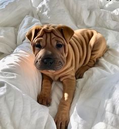 a brown dog laying on top of a white bed covered in blankets and pillows with the caption instagram view all 48 comments