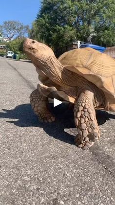 a wooden turtle is walking across the street with it's head in the air