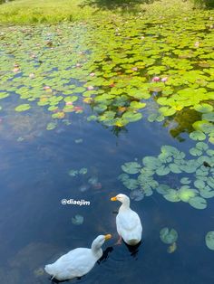 two ducks are swimming in the water with lily pads