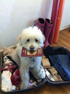 a small white dog sitting in an open suitcase with clothes and boots on the floor