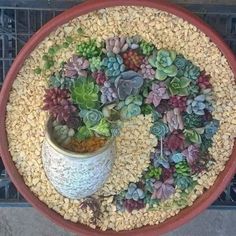 a potted plant on top of a table filled with gravel and succulents