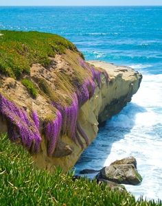 purple flowers growing on the side of a cliff next to the ocean