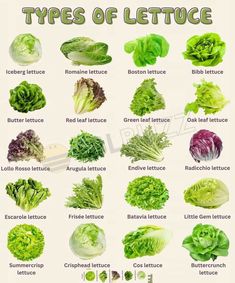 the types of lettuce are shown in this poster, and it's also labeled