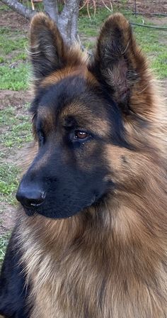 a large brown and black dog laying on top of a grass covered field next to a tree