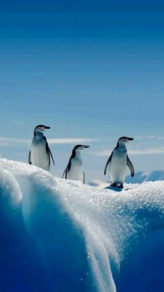 three penguins standing on an iceberg in the ocean