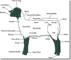 the parts of a sheep labeled in their body and neck, with labels on each side