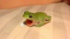 a small green frog sitting on top of a white bed sheet with it's mouth open