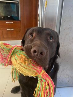 a black dog with a colorful scarf around its neck looking at the camera while standing in front of a refrigerator