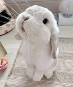 a white rabbit sitting on top of a rug