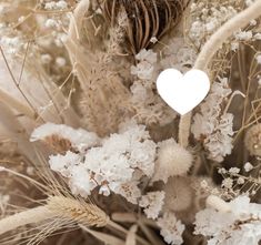 some white flowers and brown stems in the grass