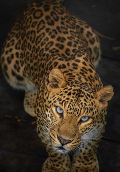 a close up of a leopard looking at the camera