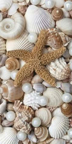 a starfish and seashells are arranged in a sea shell pattern on the beach