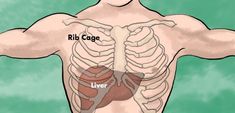 Location of the liver: on the right side, mostly inside the rib cage Where Is The Liver Located, Quadrants Of The Abdomen, Mid Back Pain, Middle Back Pain, Healthy Liver, Acupressure Points, Liver Health