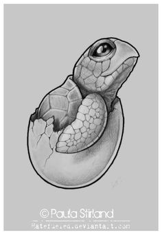 a drawing of a turtle inside an egg shell