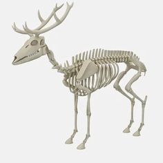 the skeleton of a deer is shown in this 3d image, it appears to be an animal