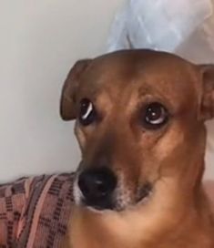 a brown dog sitting on top of a bed next to a white pillow and blanket