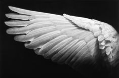 an angel wing is shown in black and white