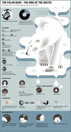 the polar bear is depicted in this infographal poster, which shows how it looks like