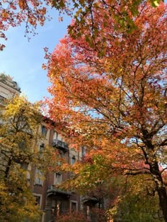 trees with orange and yellow leaves in front of a building