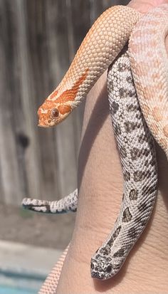 a close up of a person holding a snake