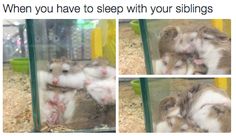 three pictures of hamsters in a cage with the caption when you have to sleep with your siblings