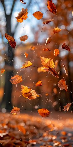 falling leaves in the air on a fall day with blurry trees in the background